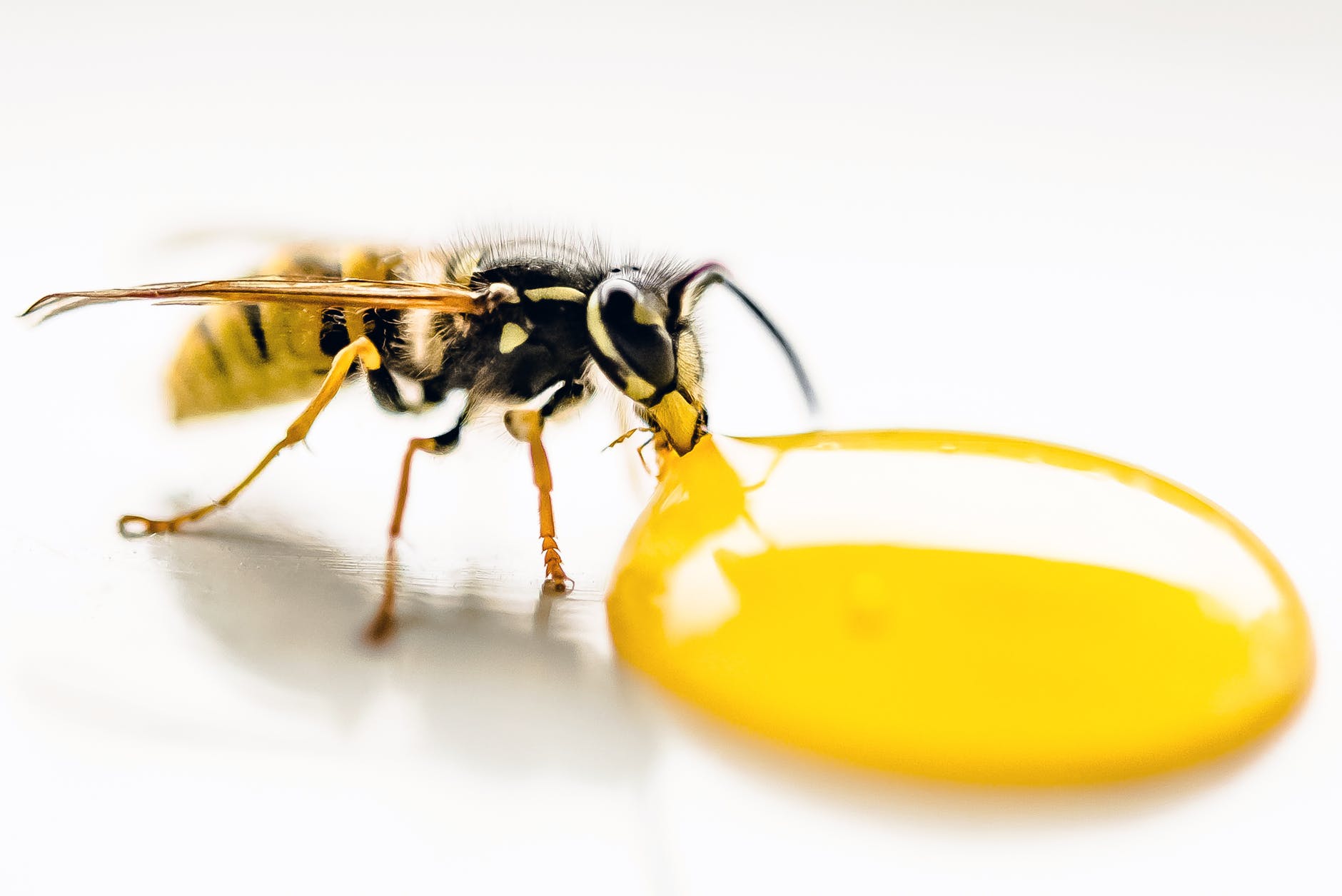 the-signs-of-having-pests-at-your-place-actwitty
